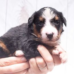 Yellow Male 3800 - Black rust and white male Bernese Mountain Dog puppy in Collinsville, Texas from Berner Dynasty