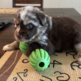 Trevor - Red merle male Miniature Australian Shepherd puppy in Geary, Oklahoma from Helm Farms Aussies