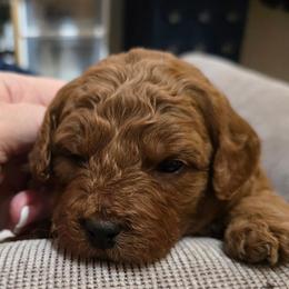 Gracie - Red female Aussiedoodle puppy in Windom, Texas from Wild Farm Puppies
