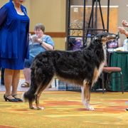 Coal - Borzoi
