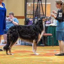 Coal - Borzoi