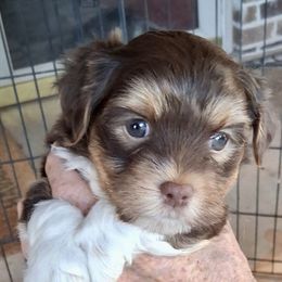 Wally - Chocolate male Havanese puppy in Mustang, Oklahoma from Rose Hill Havanese