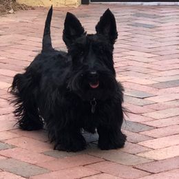 Scottish Terrier Puppies from Knights Scottish Terriers