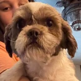 Cooper - Shih Tzu
