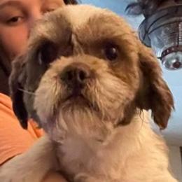 Cooper - Shih Tzu