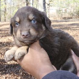 Mannie - Red tri-color male Australian Shepherd puppy in Macon, Georgia from Shaina’s Shepherds