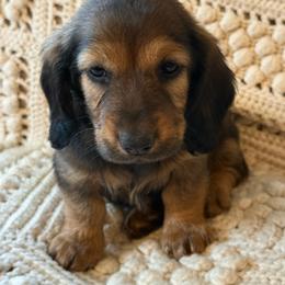Spring Brook 9 To 5 - Cream female Dachshund puppy in New Ross, Indiana from Spring Brook Farms, LLC