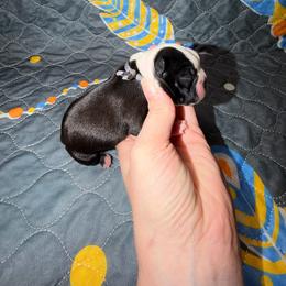 Bullet - Black and white male Boston Terrier puppy in Ringgold, Georgia from A-K Boston Terriers
