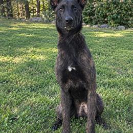 Lizzy - Black brindle female Dutch Shepherd puppy in Watertown, Connecticut from APACHEK9