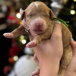 Boy 1 - male Goldendoodle puppy in Peoria, Arizona from Cactus Doods