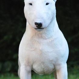 Bull Terriers and Miniature Bull Terriers from St George BTs and Omega MBTs