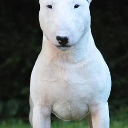 Bull Terriers and Miniature Bull Terriers from St George BTs and Omega MBTs