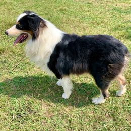 Rock - Australian Shepherd
