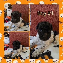 Boy 1 - Brown roan male Lagotto Romagnolo puppy in Chuckey, Tennessee from Willow Creek Kennels