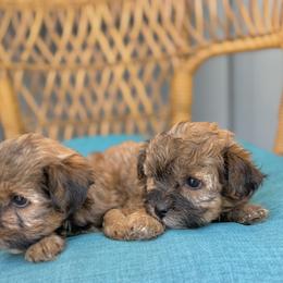 Molly Standard Sable Female - Gold female Yorkshire Terrier puppy in Salisbury, Delaware from Blue Line Kennels