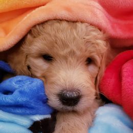 Goldendoodle Puppies from Doodle Devotion