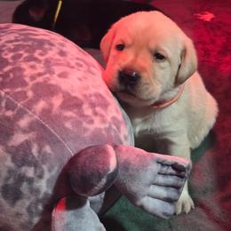 Light Pink Collar - Yellow female Labrador Retriever puppy in Manchester, Maryland from TMK Labradors