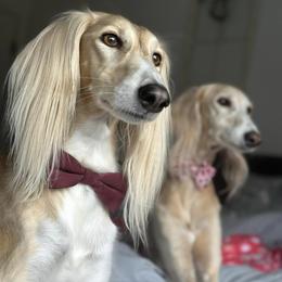 Salukis from Cassiopeia Saluki