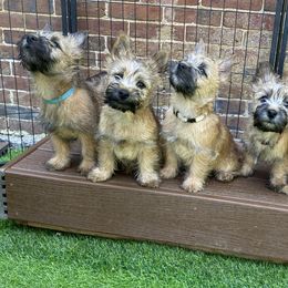 Cairn Terriers from Caledonia Cairns