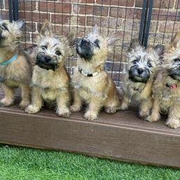 Cairn Terriers from Caledonia Cairns