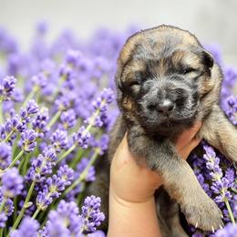 Jazz - Sable male German Shepherd puppy in Oakland, Oregon from VHM German Shepherds