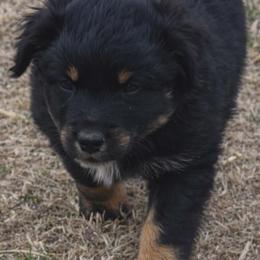 BRAM - Black tri-color male Australian Shepherd puppy in Nowata, Oklahoma from 4Feathers