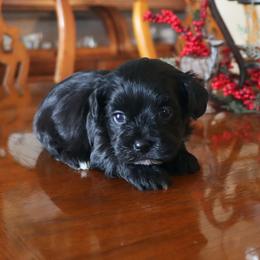 Jake Sully - Black male Havanese puppy in Hamptonville, North Carolina from Alabama Havanese Kennel Tidewater Kennel