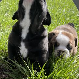 Bulldog and German Shorthaired Pointer Puppies from LyonHeart