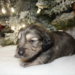 Marcie - Cream female Dachshund puppy in Texarkana, Texas from Millys Pups