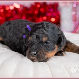 Wolfie - Black white and tan female Cockapoo puppy in Connersville, Indiana from Deaz Doodle Ranch