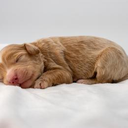Hattie blue boy - Apricot male Goldendoodle puppy in Lafayette, Alabama from Sweethaven Kennels