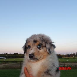 Peter - Blue merle male Australian Shepherd puppy in Elkhart, Texas from Donaldson Dogz