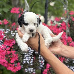 Boy 4 - male Bernedoodle puppy in Las Vegas, Nevada from Perfect Bernedoodles