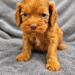 Charmander - Red male Cockapoo puppy in Perry, Arkansas from Parker's Cockapoos