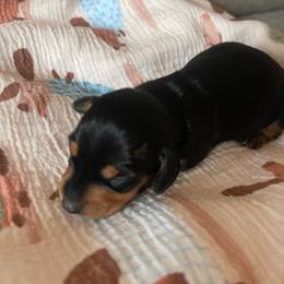 Autumn - Black and tan female Dachshund puppy in Yuba City, California from The Navarro Furbabies