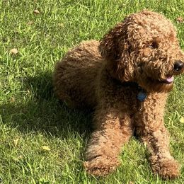 Goldendoodles from Stratford Doodles