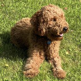 Goldendoodles from Stratford Doodles