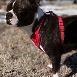 Boston Terriers and Boxers from Shotgun Pups
