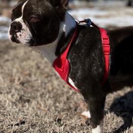 Boston Terriers and Boxers from Shotgun Pups