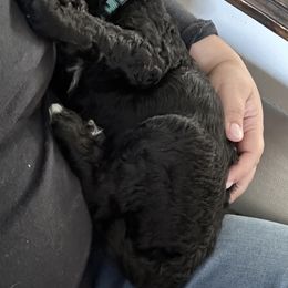 Poodle Puppies from Cano Homestead Poodles