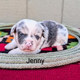 Jenny - Blue merle and white female American Corgi puppy in Shawnee, Oklahoma from Sunray Ranch