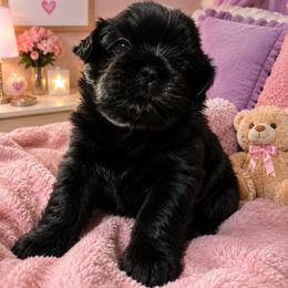 Girl 1 - Black female Shih Tzu puppy in Augusta, Maine from Zulas Shih Tzu of Maine