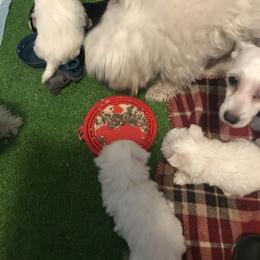 Maltese Puppies from Emotional Amor Support