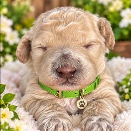 Charlie - Yellow and white male Bernedoodle puppy in Vernon, Texas from Sugarland's Texas Goldendoodles