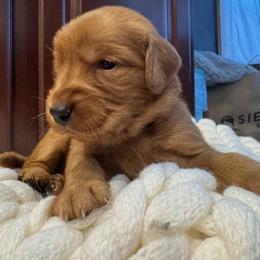 Golden Retriever Puppies from Bigfoot Goldens AKC Registered Dark Red