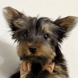 Yorkie Pup Male - Black and tan male Yorkshire Terrier puppy in Bakersfield, California from Yorkie To My Heart