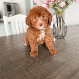 Bernedoodle and Cavapoo Puppies from Wonderful World Doodles