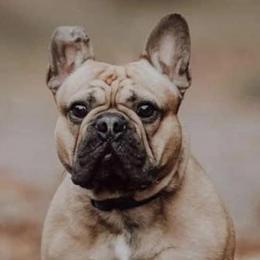 Koda - French Bulldog