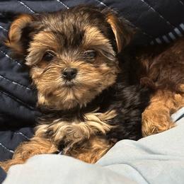 Sweets - Black and tan female Yorkshire Terrier puppy in Rochester, New York from Tnt Yorkies and Cosmic corgis