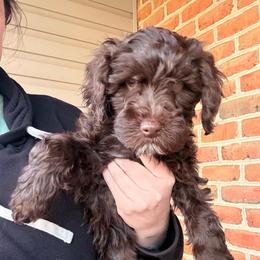 Jovi - Brown female Cockapoo puppy in Denver, Pennsylvania from Greenview Puppies